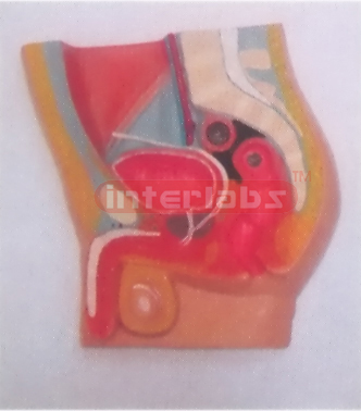 HUMAN PRIMARY MALE HEALTH ABDOMINAL CAVITY MODEL PLAT-TYPE, HANGING